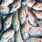 tilapia.jpg